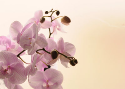 Close-up of white orchids on light background. Phalaenopsis Orch